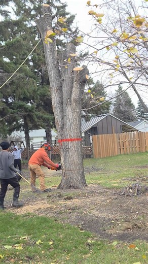 3. The wind’s howling, but so are our saws! #treeremovale #windyworkday #treeservice Joel Bugtong#treeremovalexperts #treecare #trees #TreeRemoval #trendingreelsvideo 🌪️🌳 #bugtongtreeservice | Bugtong Tree Services