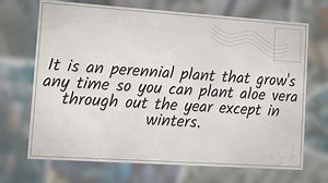 Turmeric Farming Profit Per Acre | Turmeric Cultivation Project Report - Signup Trending Nature - STN