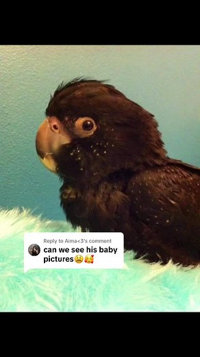 Adorable Baby Black Cockatoo Pictures to Brighten Your Day