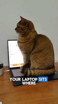 Why cats sit your laptop #catonlaptop #catbehavior #catfacts #catlovers #cats