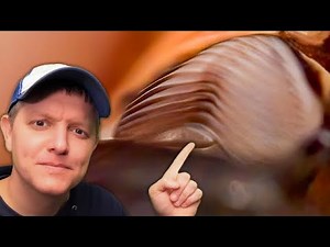How Do Cicadas Make Noise? (In Slow Motion) - Smarter Every Day 299