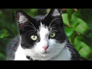 Very Cute Kitten : Cat for Cats to Watch