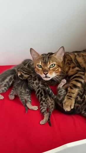 Here is a Bengal kitten cattery 🐆❤️😻 and we have rare blue Bengals💙🫶🏻👍🏻 | Whisker World Bengals