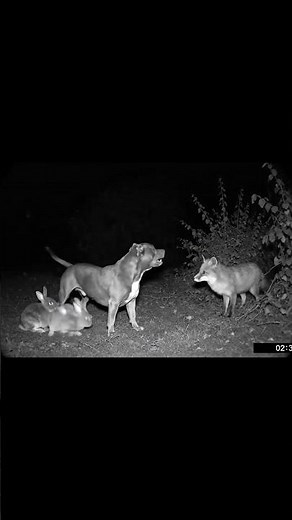 The Pitbull That Protected the Rabbits from a Fox | AI