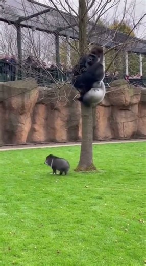 Gorilla Runs for His Life 🤣 Горилла испугалась 😭