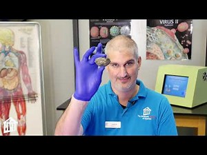 Owl Pellet Dissection - Educator Moment