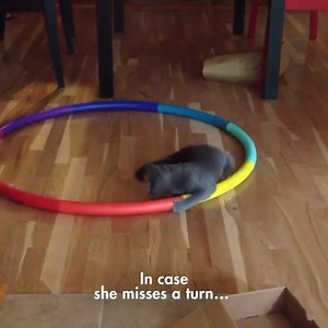 This Life Saving Product Will Solve Every Cat Owners’ Number One Problem 🙀🙀 Have you gotten a new roommate that can’t stop movin’, leaving its litter everywhere? Cat’s Best will save you the trouble from all the unwanted mess! Cat’s Best is made in a pellet form for every hyperactive cat out there, designed to prevent the litter from sticking to your cat’s paws and fur. 🐈 You and your cat get to have more playtime together as you won’t have to clean up its tracks around the house anymore! 😺 