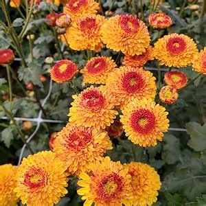 2 Mums Plants Live, Yellow Orange Chrysanthemum Plants Live, 5 to 7 Inc in Height, No Potted, Chrysanthemum Flower Mum Live Plant