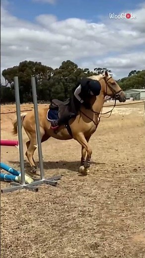Horse Ride Fail: Dramatic Rider Fall at Hurdle || WooGlobe