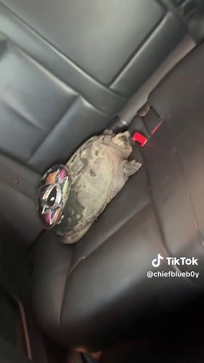 Meet Franklin the Turtle: A Joyful Encounter