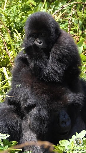 It's the perfect spot for mealtime. 🌱 In this video, watch Muntu and her infant, Umucunguzi, enjoy feeding time together. Umucunguzi enjoys a perch on her mother's head, but Muntu doesn't seem to mind. 🤗 These gorillas live in the Musilikale group! 📹 Emmanuel Izabayo | Dian Fossey Gorilla Fund