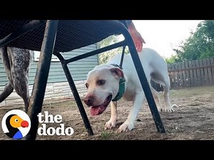 Scared Rescue Dog Who Used to Flinch Finally Feels Safe Enough to Play | The Dodo