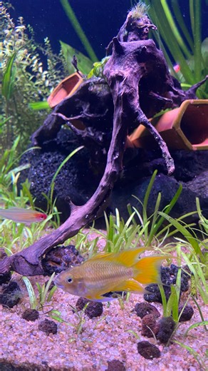 SjFishyHood on Instagram: "🧡⚡️Apistogramma #apistogramma #orange #flash #orangeflash #apisto #apistogrammas #dwarf #cichlid #cichlids #cichlidtank #cichlidkeeper #dwarfcichlids #fishtank #fishtanks #viralreels❤️ #viralpost❤️ #viralinstagramreelsvideo♥️ #viralreelsvideo❤️likefollowme #virals #instagram"