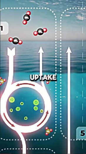 “The Perfect Way to Save Our Oceans – Revealed!”