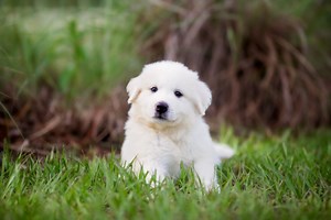 Great Pyrenees Health Panel