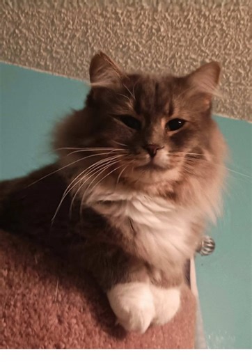 Meet Juniper 🌿 Born outdoors in June 2024, Juniper and her family faced a tough start before finding safety in March 2025. Now in a foster home, this gentle, quiet girl is slowly learning to trust. She loves peaceful spaces, bird-watching from her cat tree, and the comfort of other cats. Juniper would thrive in a calm, adult-only home with a friendly feline friend, possibly alongside her brothers Jax and Jasper. With patience and love, she’s the kind of cat who will bloom in her own time. Could