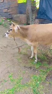 Sold out address kulgam | Umer Rather