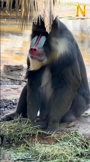 Baboon at Adelaide Zoo 🐒