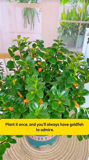 Nursery Plant | 🌿 Goldfish Plant is a charming houseplant known for its bright orange, fish-shaped flowers and trailing green leaves. Easy to care for and... | Instagram