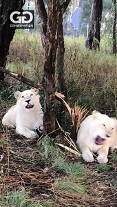230K views · 55K reactions | Snowdrop~ “what shall we do today Luna?” Luna~ “let’s break a tree” Although these two are fully mature lionesses now they still play with each other & get up to mischief like cubs- *note to self.. never stop playing ☺️ | GG Conservation Glen Garriff | Facebook