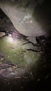 森探検。小川にヨシノボリ