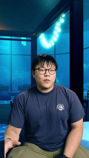 Whale Watching Adventures in Mizu: Aquamarine
