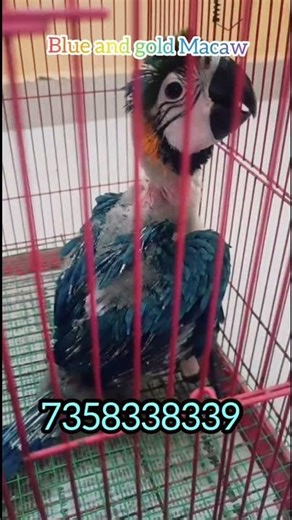 blue and gold macaw hand feeding 🐥🎀😍