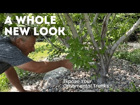 Flame Amur Maple - Pruning For Ornamental Trunk Effect