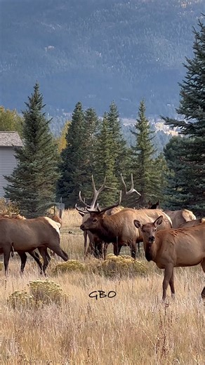 83K views · 3.3K reactions | Great bugle, great 3rds, just a beautiful bull to watch and listen to. | Good Bull Outdoors | Facebook