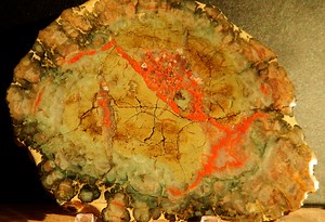 What we can learn from prehistoric poo