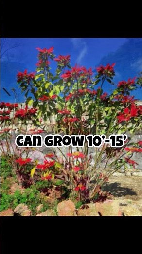 Poinsettia Fun Facts