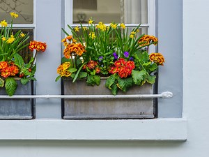 10 steps to the perfect window box display