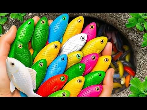 Catch beautiful aquarium fish in small pond baby turtles, pencil fish, rat fish, blue, guppies, #16