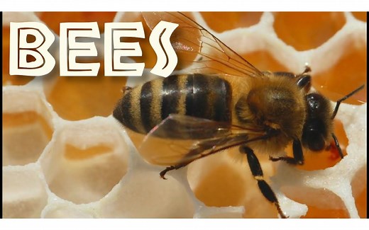 All About Bees for Kids： Bee Facts and Information for Children - FreeSchool