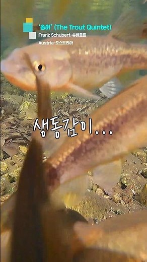 슈베르트 – 송어 (Schubert – The Trout)/シューベルト「ます」
