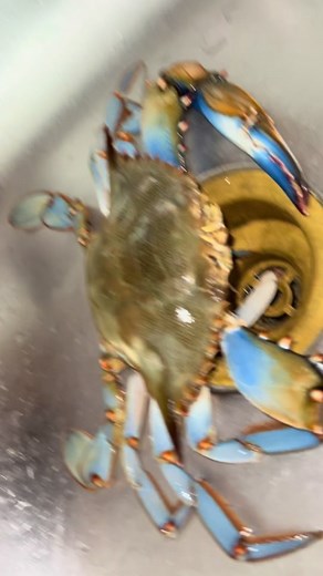 Cooking LIVE blue crabs 🦀 #bluecrabs #bluecrabstiktok #seafoodlover | Blue Crab