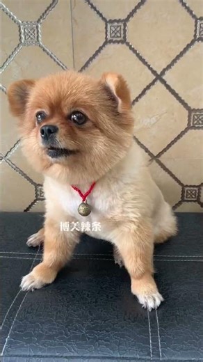 What my mother did was indeed not authentic. She criticized the cute pet’s debut plan for the cu