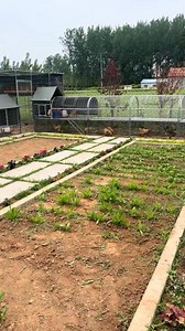 986K views · 12K reactions | Backyard garden chicken pet #reelsfbシ #fbreelsfypシ゚ #backyardchickens #Backyard | Unique Decor Ideas | Facebook