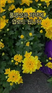 양재꽃시장 식물튜브 2026년 8월 18일 두번째 짧은 입고영상 시청 하시고 힐링타임 되세요 #양재동꽃시장 #식물튜브 #힐링