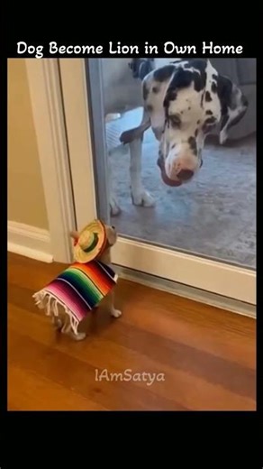 Dog Understand Himself Lion In Own 🏠