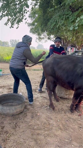 Many times Reapeated case in buffalo #cow #baffalo #injection #gircowgujaratbhavngar