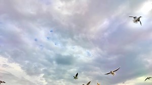 Download Seagull Soaring in the Sky for free