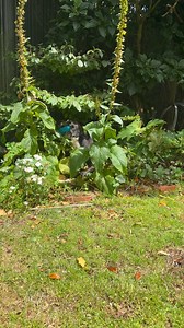 Dogs toys = instant happiness 😂 Hit ❤️ if your dog would love this — and follow us to see more real NZ pups! | Fetch Lab