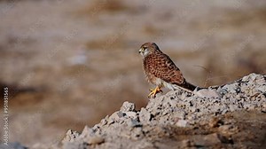 The common kestrel, also known as the European kestrel, Eurasian kestrel or Old World kestrel, is a species of predatory bird belonging to the kestrel group of the falcon family Falconidae.