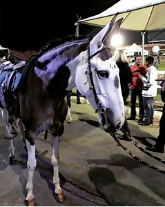 A true showstopper 🐎🤍 This stunning spotted horse turned heads and stole hearts, standing proud under the night lights. Grace, strength, and elegance all in one moment — a reminder of the timeless bond between humans and horses. Pure beauty in every step. #SpottedHorse #HorseLovers #EquineBeauty #NightShow #HorseLife #EquestrianStyle #GraceAndPower #HorsePhotography #AnimalBeauty #ShowNight | The Equestrian Network