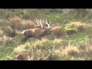 Monster New Zealand Elk (non-typical Spyder Bull) 532"
