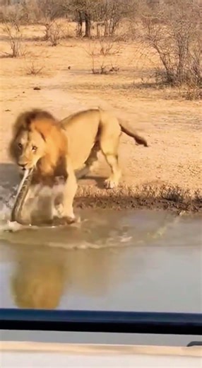 Hidden Python vs Lion | A Rare Moment Caught on Camera 😱 #shorts #lion #wildlife #ytshorts
