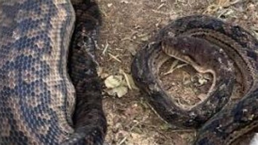 Woman’s snake terror: ‘I think that’s my cat inside’