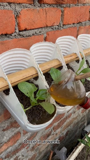 Making homemade organic fertilizer from kitchen waste #gardening #shorts #garden #fertilizer #shorts