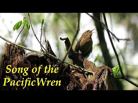 Pacific Wren Singing (Troglodytes pacificus)